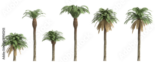 3d illustration of set Date Palm isolated on transparent background