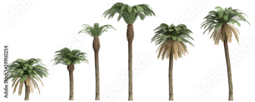 3d illustration of set Date Palm isolated on transparent background