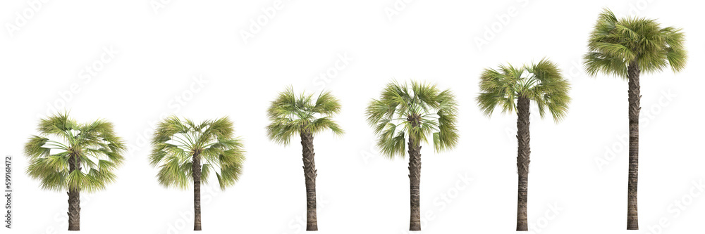 3d illustration of set Borassus flabellifer palm isolated on transparent background