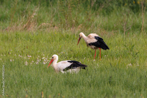 Beautiful white storks wandering in spring flower meadow