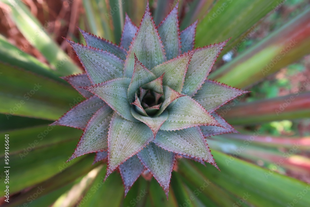 The pineapple (Ananas comosus) is a tropical plant with an edible fruit its offset produced at the top of the fruit, the top view pattern of pineapple offset The pineapple (Ananas comosus) is a tropical plant with an edible fruit its offset produced at the top of the fruit, the top view pattern of pineapple offset