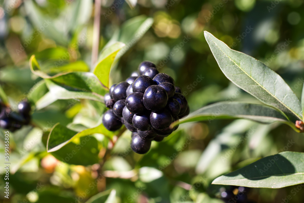 Black berries of Privet ordinary in the middle of autumn Black berries of Privet ordinary in the middle of autumn