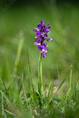 Orchis morio in a nature reserve. Lodenice, Czech Republic