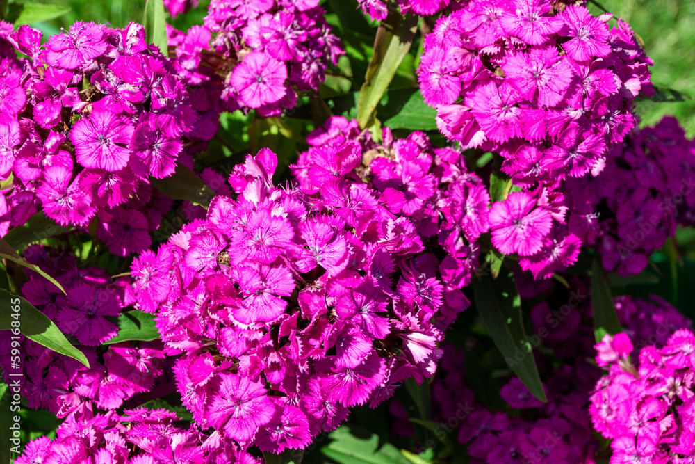 Purple flower with umbrella inflorescence and intense fragrance - perennial Turkish carnation