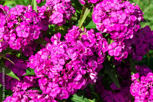 Purple flower with umbrella inflorescence and intense fragrance - perennial Turkish carnation