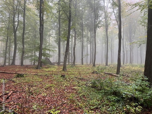 misty morning in the forest