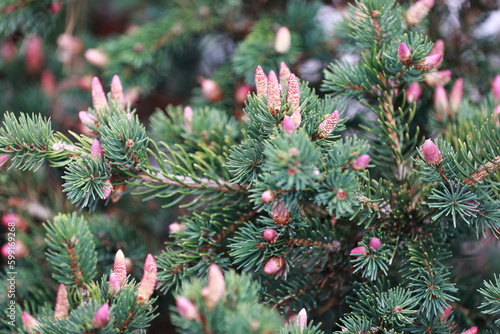 Colorado spruce in the spring garden.