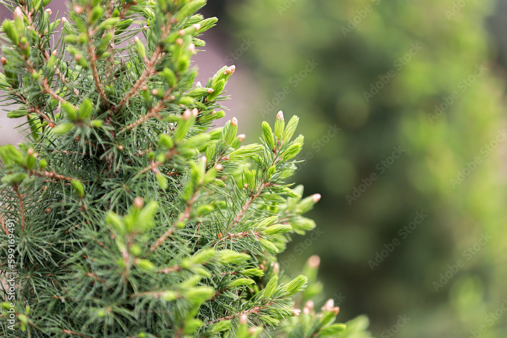 Pinus galuca conica in spring in the garden. Pinus galuca conica in spring in the garden.