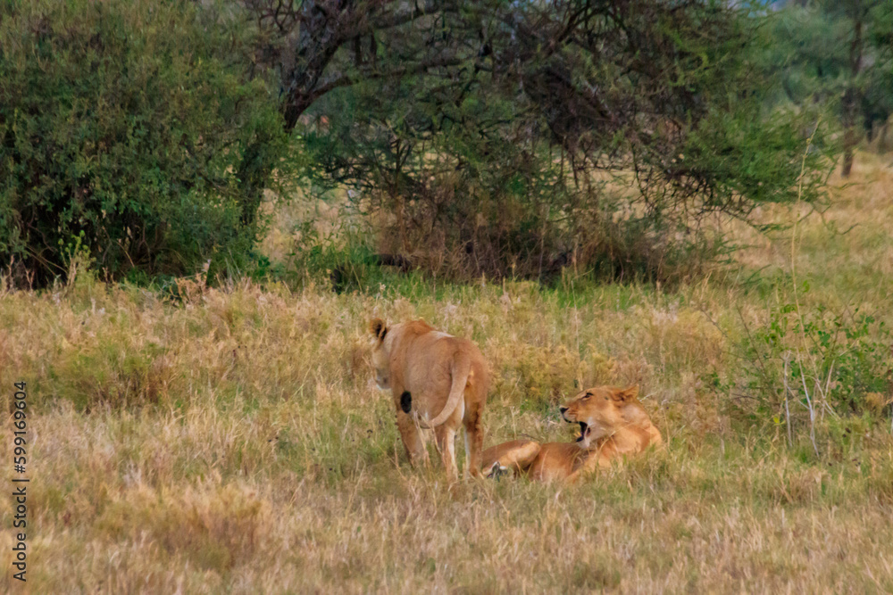 Two lionesses (Panthera leo) playing in savannah in Serengeti National Park, Tanzania