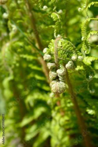 Hard shield-fern leaves