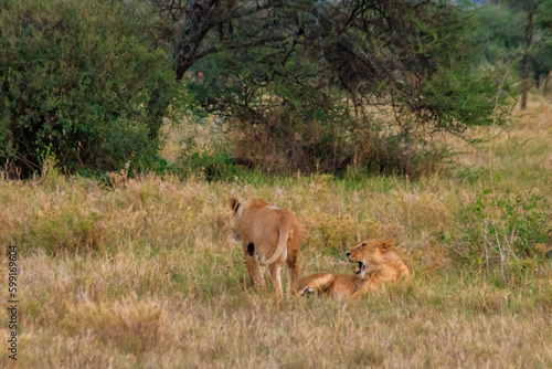 Two lionesses (Panthera leo) playing in savannah in Serengeti National Park, Tanzania