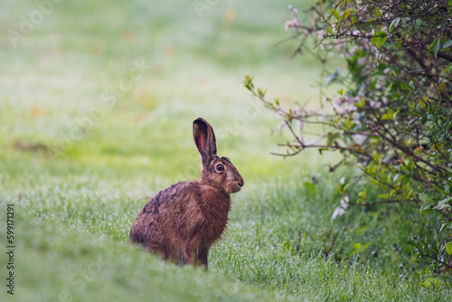 a sitting hare in the morning dew next to a blossoming tree