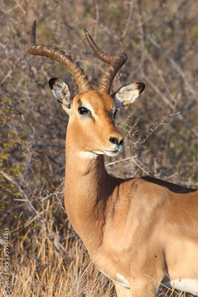Schwarzfersenantilope / Impala / Aepyceros melampus Schwarzfersenantilope / Impala / Aepyceros melampus