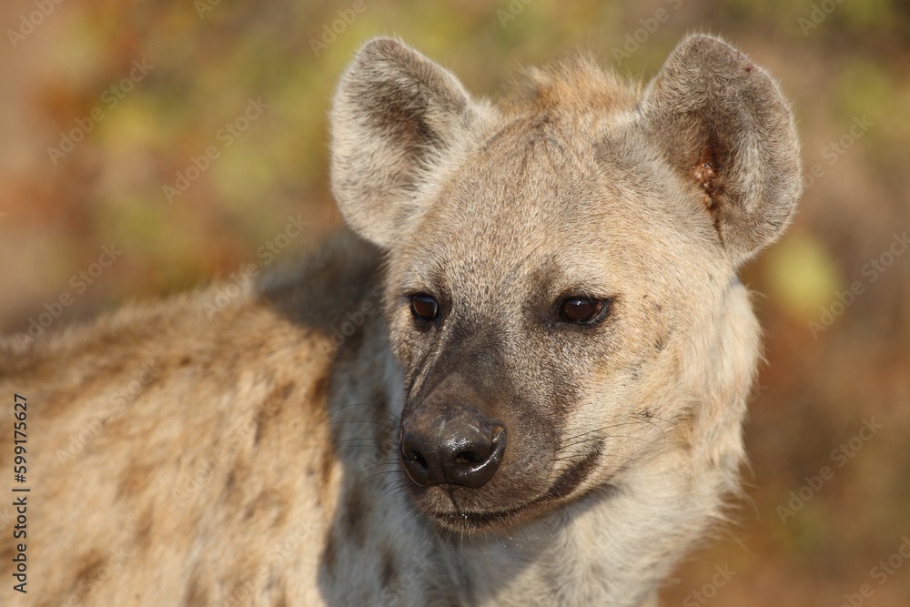Tüpfelhyäne / Spotted hyaena / Crocuta crocuta Tüpfelhyäne / Spotted hyaena / Crocuta crocuta