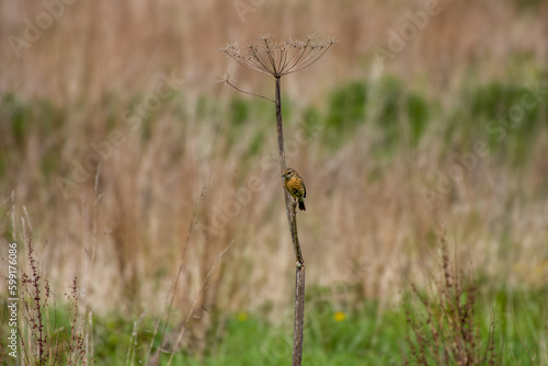 female stonechat perched on the stalk of a wildflower with a blurred background © Penny