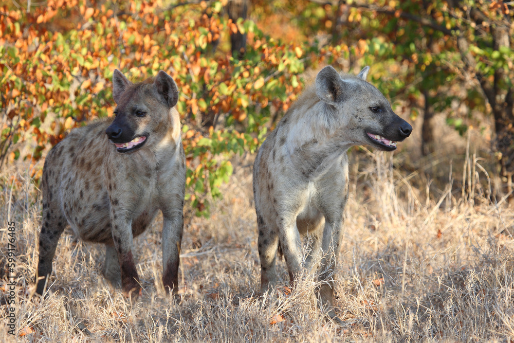 Tüpfelhyäne / Spotted hyaena / Crocuta crocuta Tüpfelhyäne / Spotted hyaena / Crocuta crocuta
