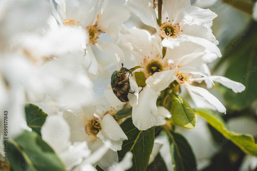 bee on a flower bee on a flower