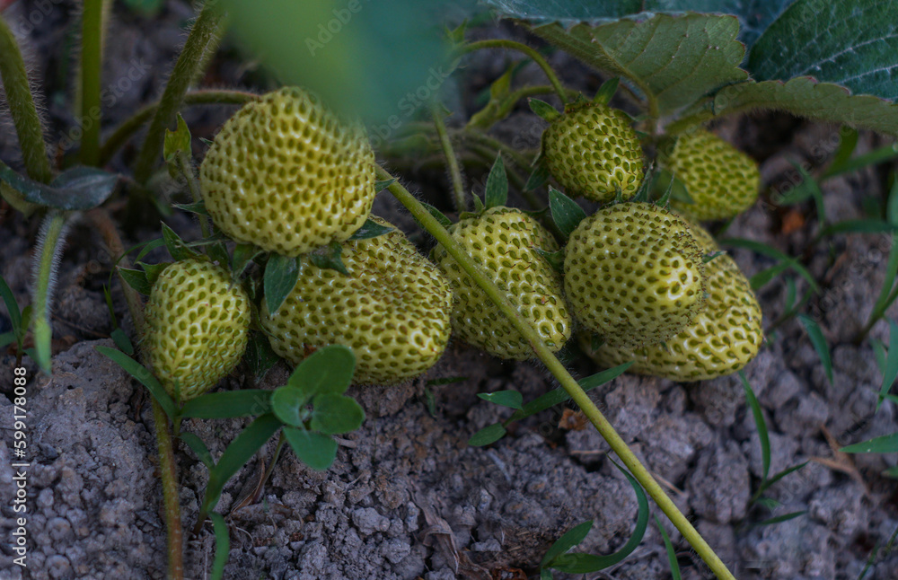 unripe green strawberries unripe green strawberries