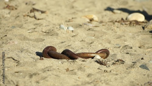 two big snakes on the sand, coiling and biting in a fight. Pseudopus apodus reptilian combat. photo