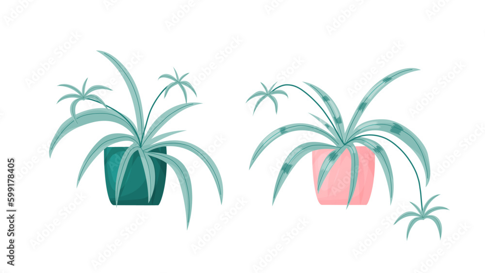 Spider flower houseplants. Vector cartoon illustration. Isolated on white.