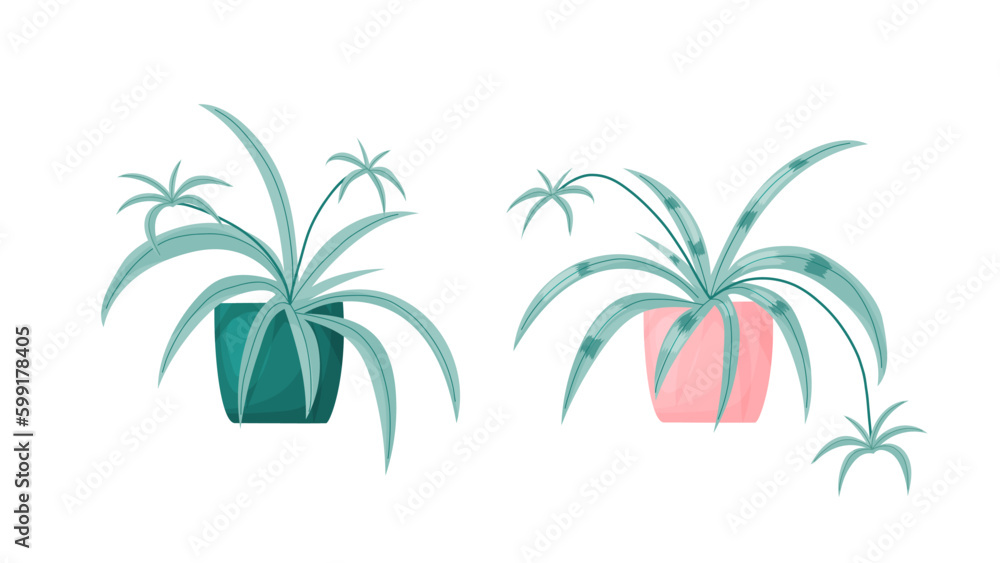 Naklejka premium Spider flower houseplants. Vector cartoon illustration. Isolated on white.