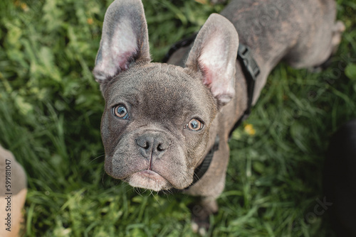 French bulldog portrait. French bulldog sits on green grass outdoors. Summer season. © samoilova