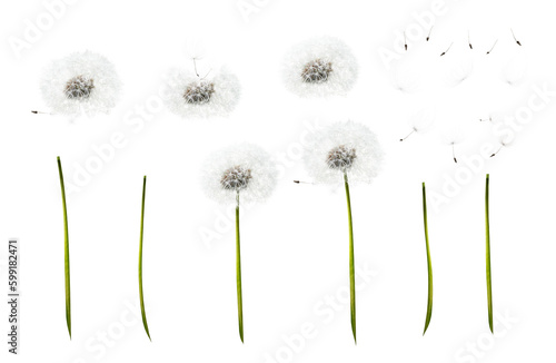 A collection of dandelion flower, seed heads, with individual stems, seeds, feathers and floating seed group elements isolated against a transparent background.