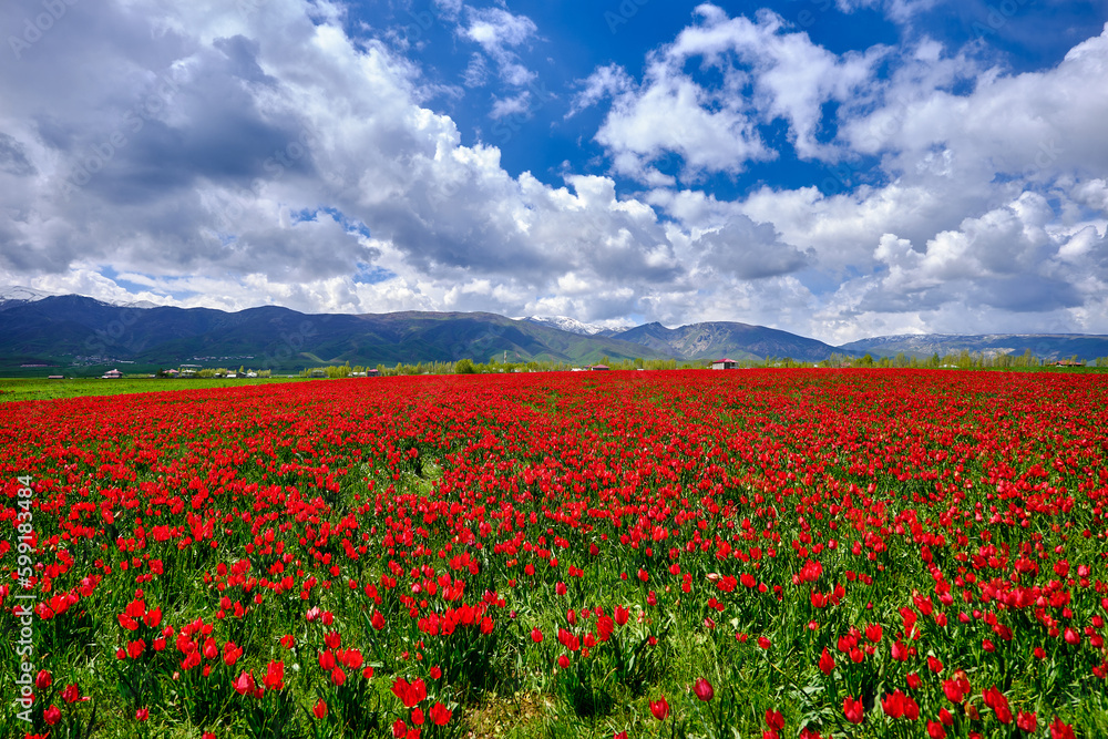 natural field of red tulips. naturally grown tulips.