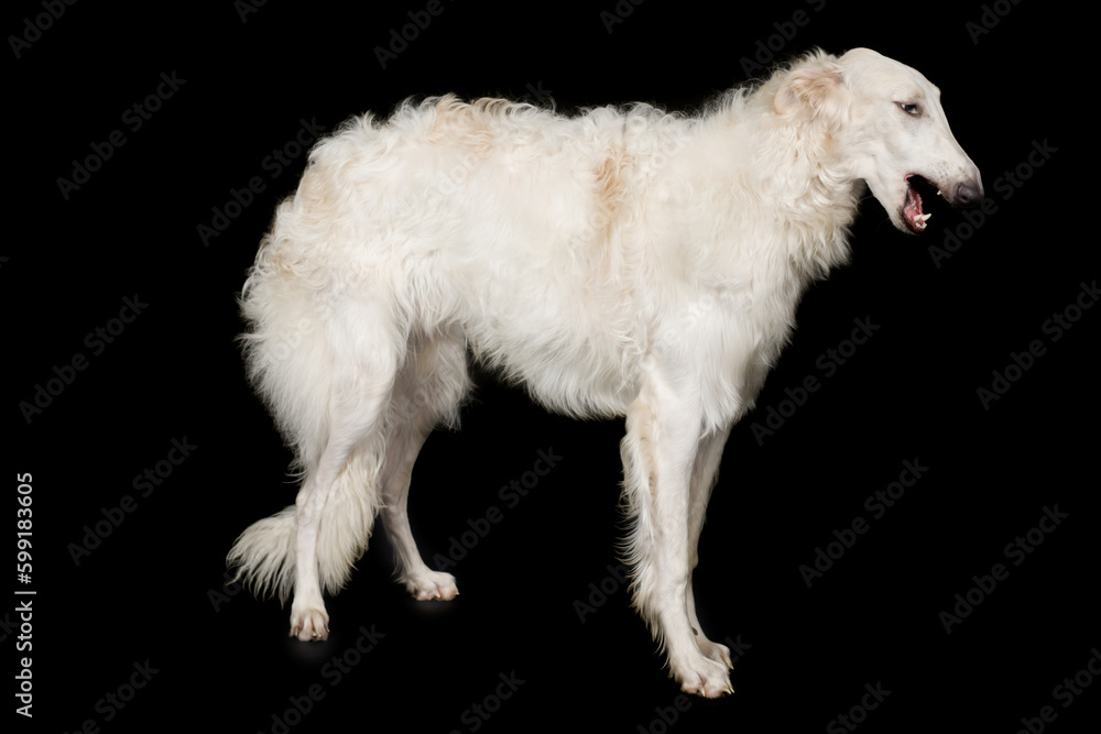 Russian greyhound borzoi dog posing staying for portrait in studio Russian greyhound borzoi dog posing staying for portrait in studio