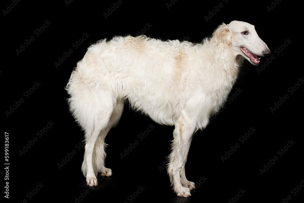 Russian greyhound borzoi dog posing staying for portrait in studio Russian greyhound borzoi dog posing staying for portrait in studio