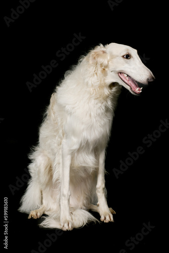 Russian greyhound borzoi dog posing sitting for portrait in studio