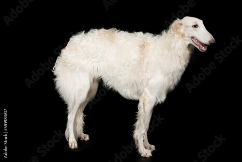 Russian greyhound borzoi dog posing staying for portrait in studio © Couperfield