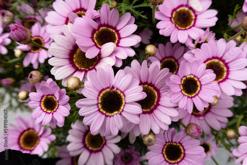 pink flowers