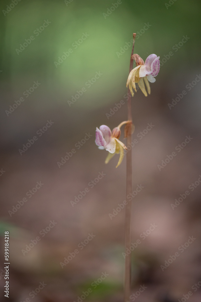 Fototapeta premium Beautiful very rare and endangered orchid the ghost orchid (Epipogium aphyllum) blooming in the middle of a deciduous forest with a green background in Moravia, Czech Republic