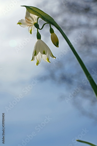 Knotenblume photo