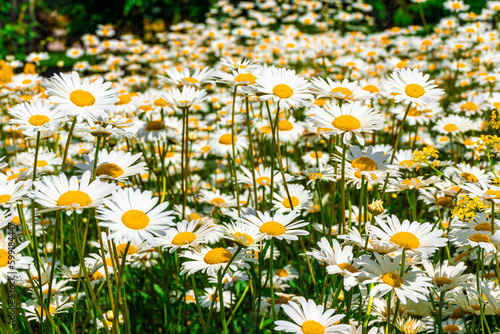 a flower meadow covered with daisies blooms under the rays of the summer sun, selective focus and close-up photo