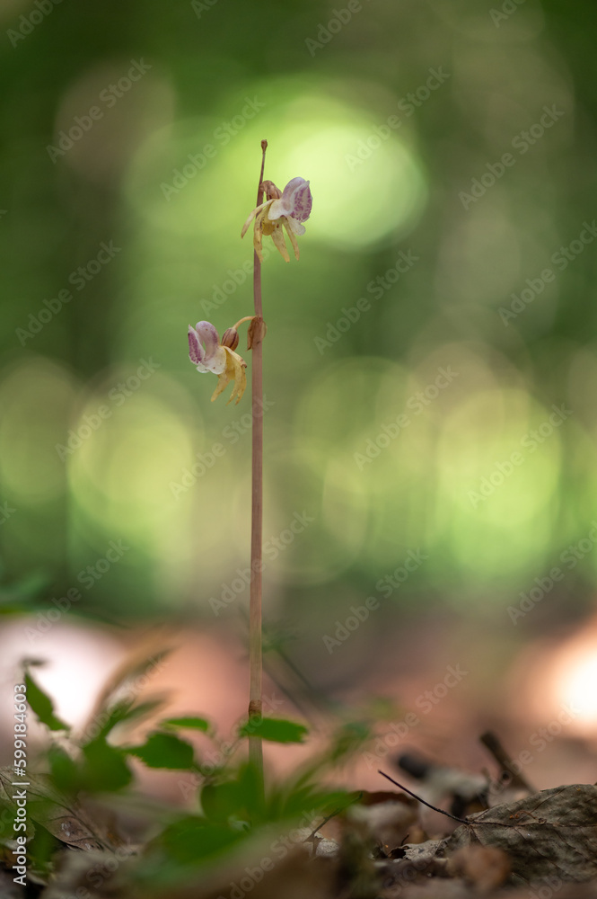 Beautiful very rare and endangered orchid the ghost orchid (Epipogium aphyllum)
blooming in the middle of a deciduous forest with a green background in Moravia, Czech Republic Beautiful very rare and endangered orchid the ghost orchid (Epipogium aphyllum)
blooming in the middle of a deciduous forest with a green background in Moravia, Czech Republic