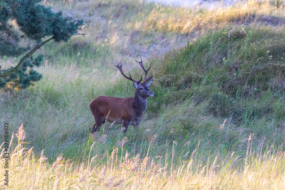 Hirschbrunft am Darsser Ort. Hirschbrunft am Darsser Ort.