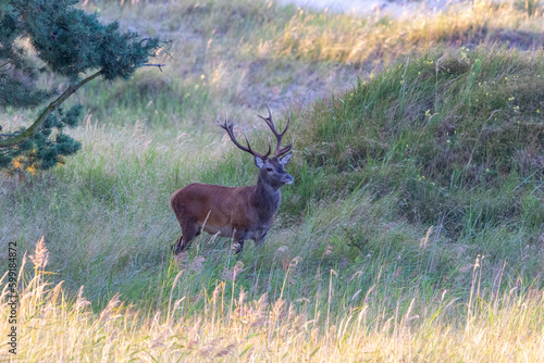 Hirschbrunft am Darsser Ort.