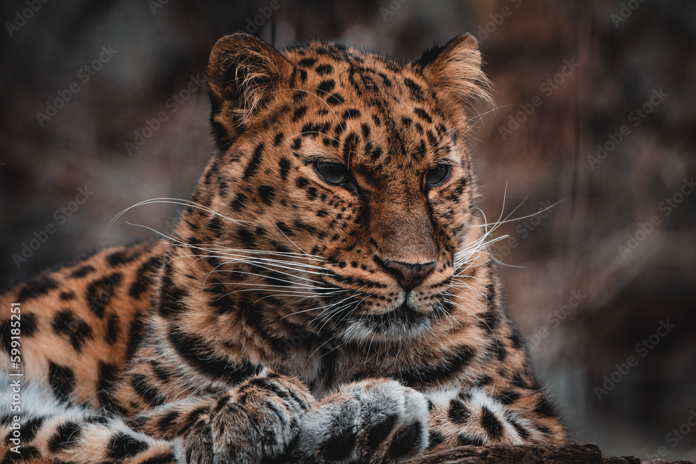 portrait of a leopard portrait of a leopard