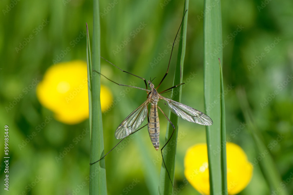 Tipula - tipule - cousin - bibet - faucheur - cayre - chièvre- diptères Tipula - tipule - cousin - bibet - faucheur - cayre - chièvre- diptères