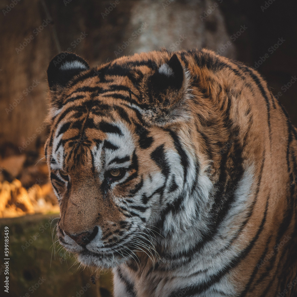 portrait of a tiger portrait of a tiger