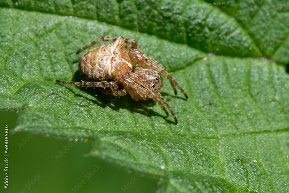 Eustala Eustala