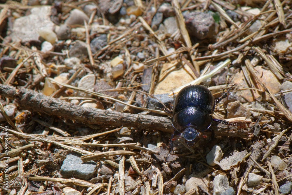 le Géotrupe des bois - Géotrupe forestier - Bousier commun - Anoplotrupes stercorosus
le Géotrupe des bois - Géotrupe forestier - Bousier commun - Anoplotrupes stercorosus