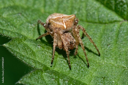 Eustala