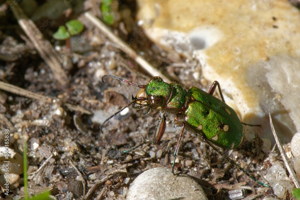 Cicindèle champêtre - Cicindela campestris Cicindèle champêtre - Cicindela campestris