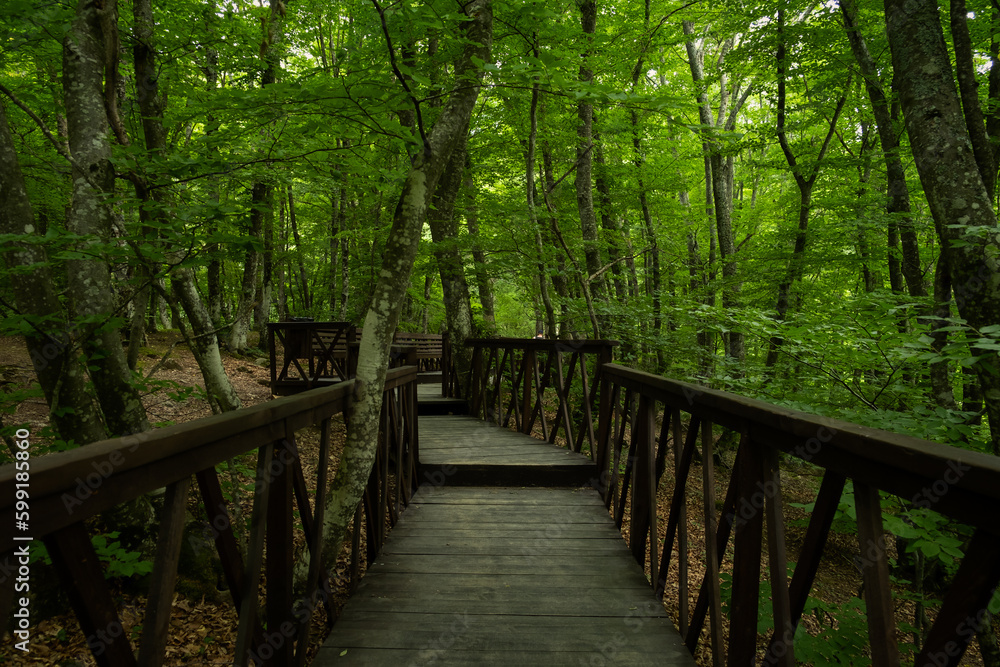 Forest stairs walk. A green dense summer forest without people. A journey to an unknown place. The concept of adventure, exploration. Wooden staircase for nature walks. A fabulous place. summer time Forest stairs walk. A green dense summer forest without people. A journey to an unknown place. The concept of adventure, exploration. Wooden staircase for nature walks. A fabulous place. summer time