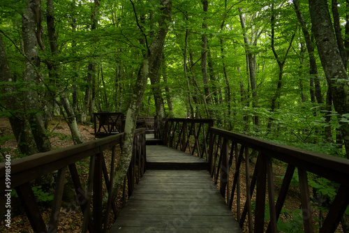 Forest stairs walk. A green dense summer forest without people. A journey to an unknown place. The concept of adventure, exploration. Wooden staircase for nature walks. A fabulous place. summer time