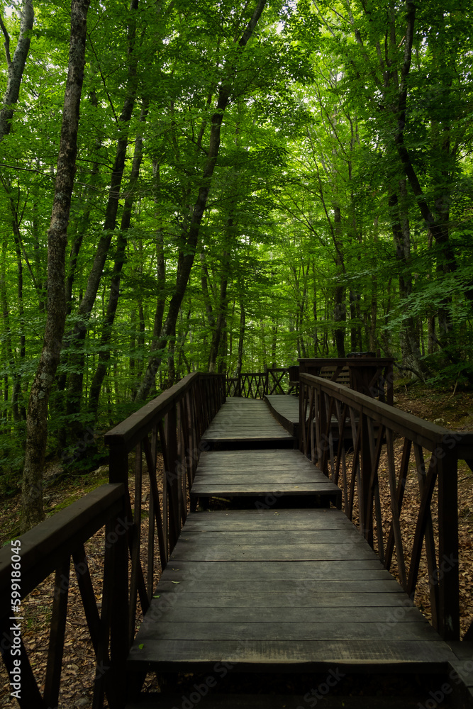 Forest stairs walk. A green dense summer forest without people. A journey to an unknown place. The concept of adventure, exploration. Wooden staircase for nature walks. A fabulous place. summer time Forest stairs walk. A green dense summer forest without people. A journey to an unknown place. The concept of adventure, exploration. Wooden staircase for nature walks. A fabulous place. summer time