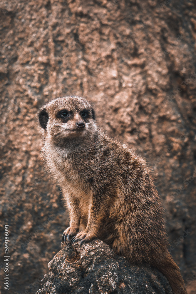 Fototapeta premium meerkat on guard